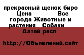 прекрасный щенок биро › Цена ­ 20 000 - Все города Животные и растения » Собаки   . Алтай респ.